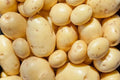 Yukon Gold Seed Potatoes for Planting - Organic Certified Solanum tuberosum, 1 lb, Versatile for Garden & Container Growth