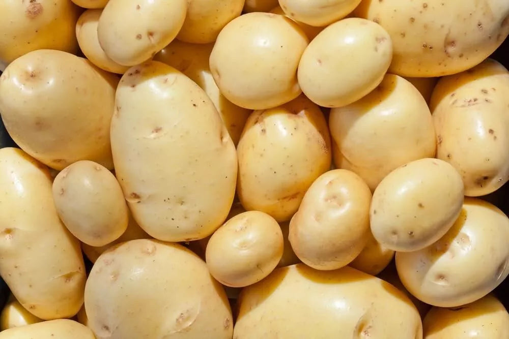 Yukon Gold Seed Potatoes for Planting - Organic Certified Solanum tuberosum, 1 lb, Versatile for Garden & Container Growth