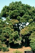 Loblolly Pine Tree Live Plant Set of 2 – Pinus taeda, 12-16 Inches, Hardy Conifers for Landscaping & Reforestation