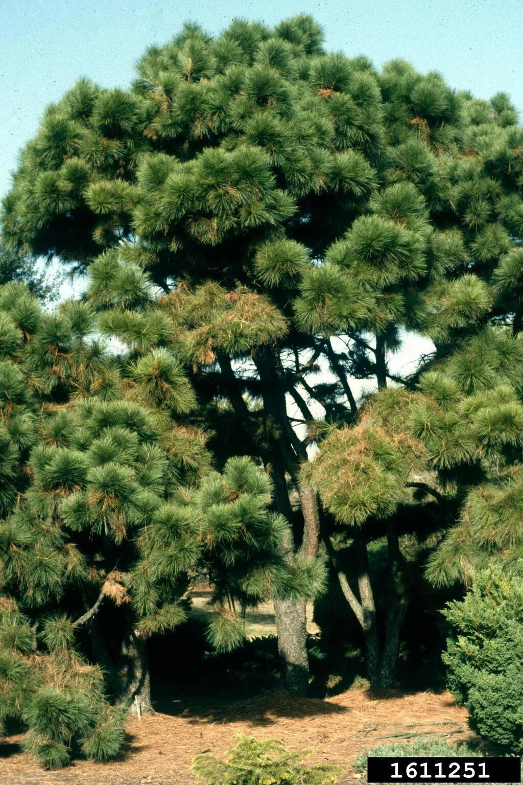Loblolly Pine Tree Live Plant Set of 2 – Pinus taeda, 12-16 Inches, Hardy Conifers for Landscaping & Reforestation