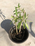 Goji Berry Plant Cuttings in Pot – Lycium barbarum – Live Perennial Shrub for Indoor & Outdoor Gardening