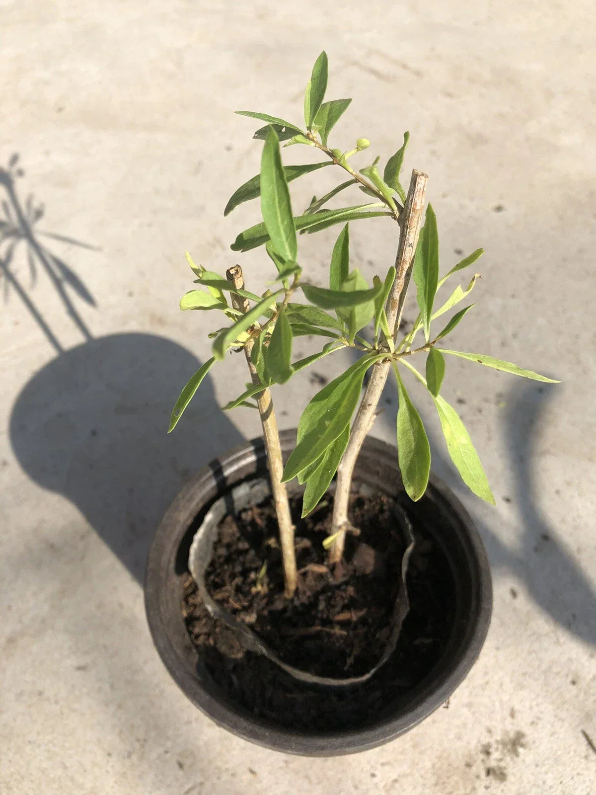 Goji Berry Plant Cuttings in Pot – Lycium barbarum – Live Perennial Shrub for Indoor & Outdoor Gardening