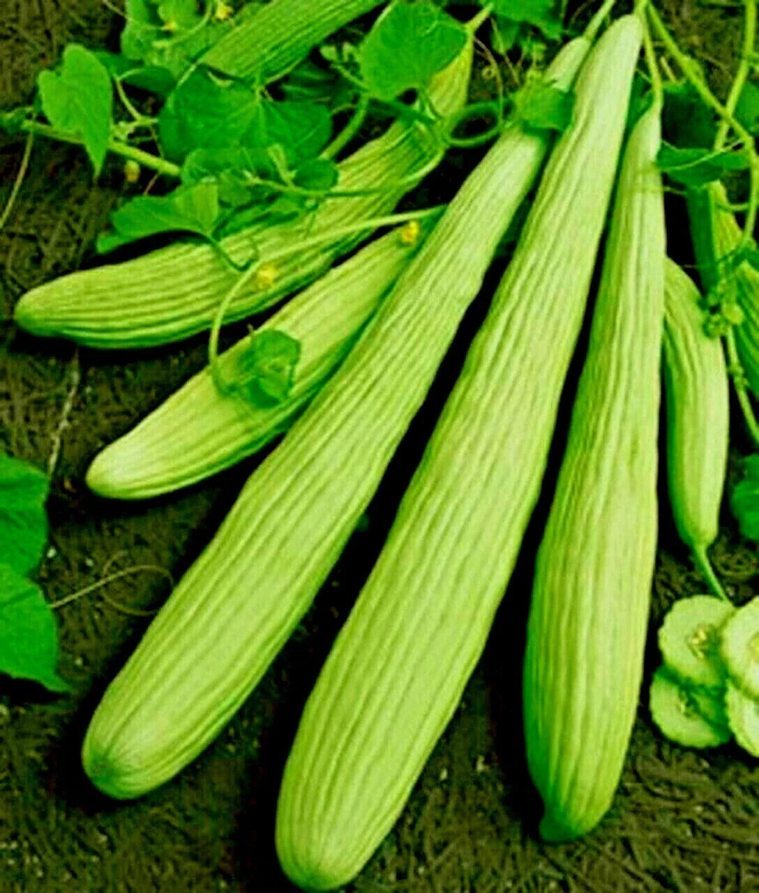 Organic Armenian Cucumber Seeds 'The Duke' for Tzatziki Sauce, 36" Long, Cucumis sativus