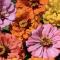 Peach Cobbler Zinnia Seeds - Organic Mix, Vibrant Orange Blooms, Zinnia elegans, Annual Flower Seed Pack, USA Grown