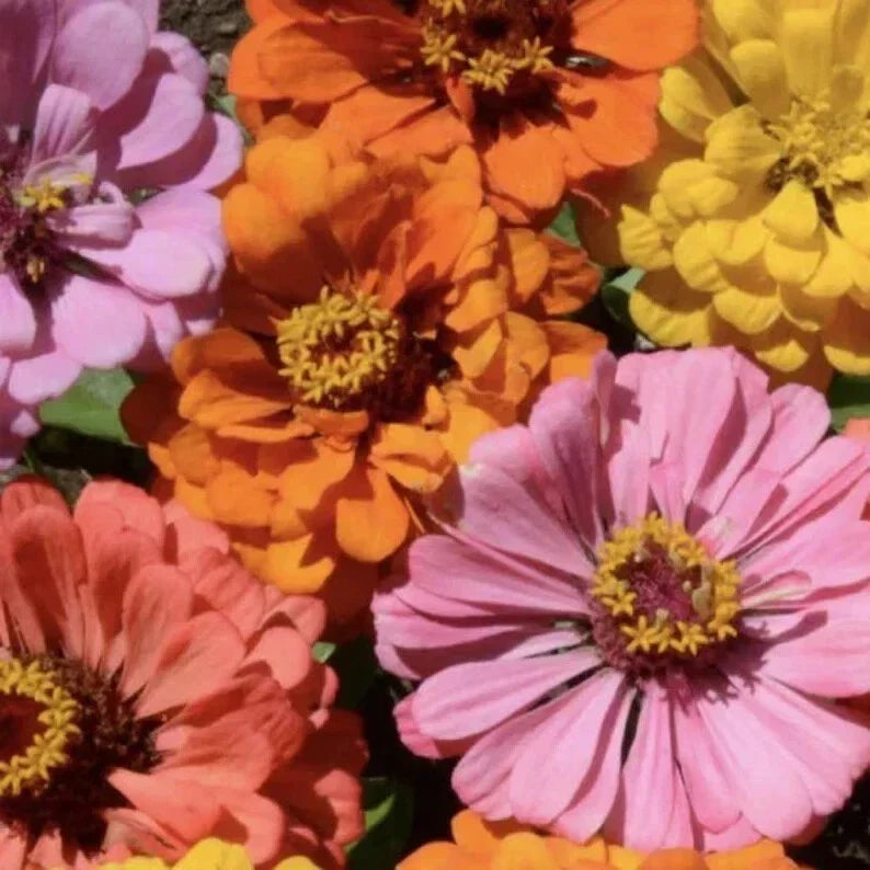 Peach Cobbler Zinnia Seeds - Organic Mix, Vibrant Orange Blooms, Zinnia elegans, Annual Flower Seed Pack, USA Grown