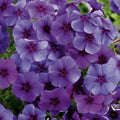 Blueberry Phlox Seeds - 100+ Pack, Phlox paniculata, Vibrant Blue Flowers, Garden Planting, Easy to Grow, Full Sun, USA