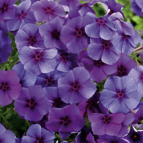 Blueberry Phlox Seeds - 100+ Pack, Phlox paniculata, Vibrant Blue Flowers, Garden Planting, Easy to Grow, Full Sun, USA