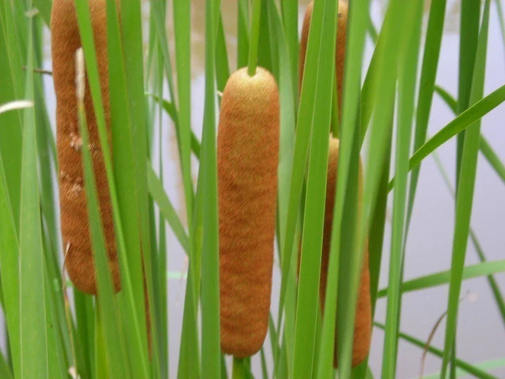 Cold Hardy Dwarf Cattail Plant - Live Aquatic Marginal Pond Plant Typha minima, Clumping, Full Sun to Partial Shade