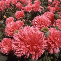 Salmon Double Poppy Seeds - 200+ Packets for Garden Planting - Papaver nudicaule - Annual Flower Seeds