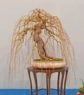 Golden Curls Willow Tree Cutting - Live Plant - Bonsai Variety - Salix babylonica 'Golden Curls'