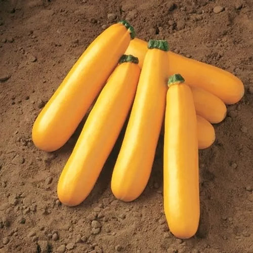 Golden Zucchini Seeds - Heirloom Cucurbita pepo Vegetable Seeds for Home Garden, Compact Bush Plant, 30 Seeds