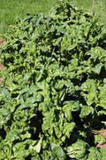 Heirloom Spinach Seeds – Bloomsdale Long Standing, 25+ Seeds for Salads & Cooking, Spinacia oleracea, Easy to Grow