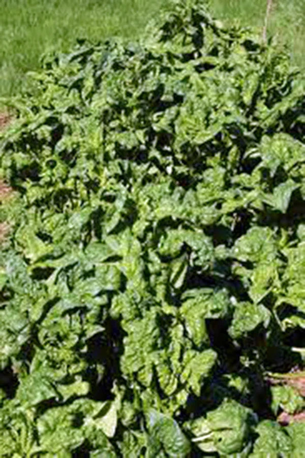 Heirloom Spinach Seeds – Bloomsdale Long Standing, 25+ Seeds for Salads & Cooking, Spinacia oleracea, Easy to Grow