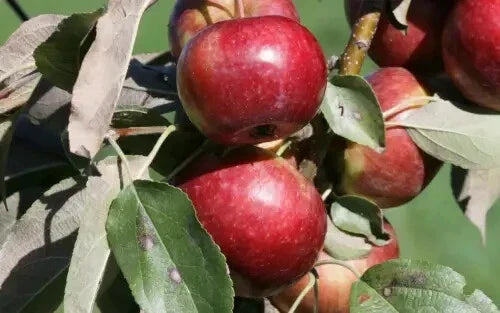 Frostbite Apple Seeds - Pack of 25+ Malus domestica for Home Gardening, Orchard, USDA Zones 3-7