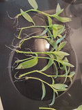 Tradescantia Albiflora Cuttings - 7 Pieces Wandering Jew Houseplant, Easy Care Trailing Plant for Indoor & Outdoor Gardening