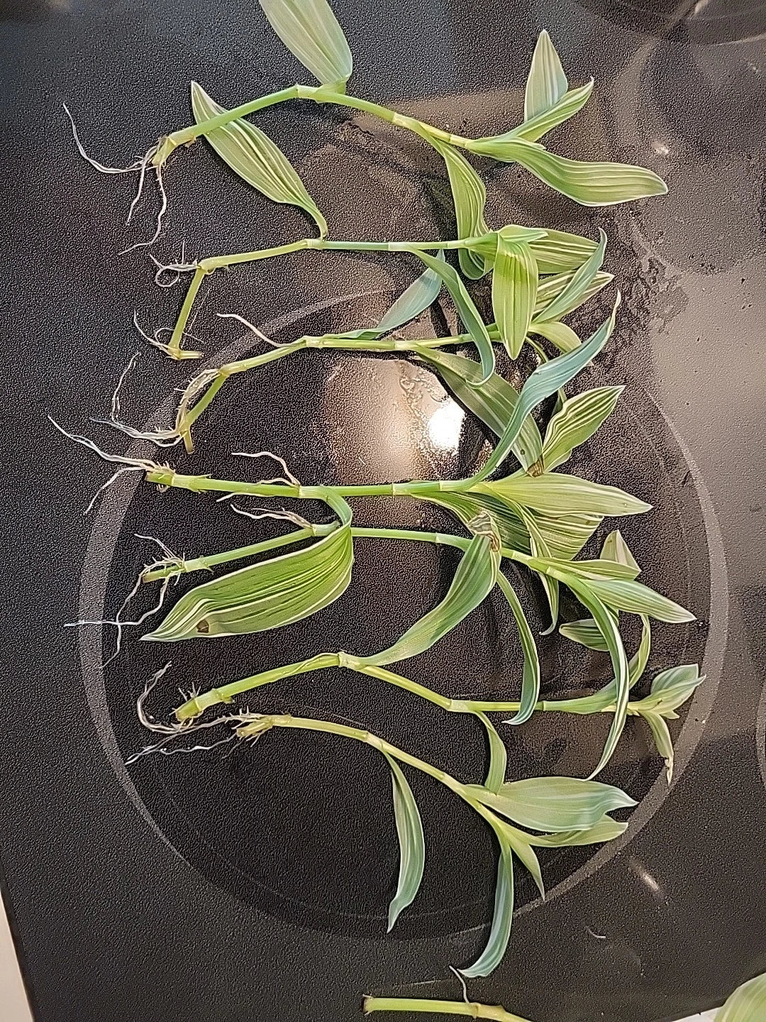 Tradescantia Albiflora Cuttings - 7 Pieces Wandering Jew Houseplant, Easy Care Trailing Plant for Indoor & Outdoor Gardening