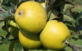 American Mother Apple Seeds - Fruit Tree Seeds for Gardening, Malus domestica, Non-GMO, USA