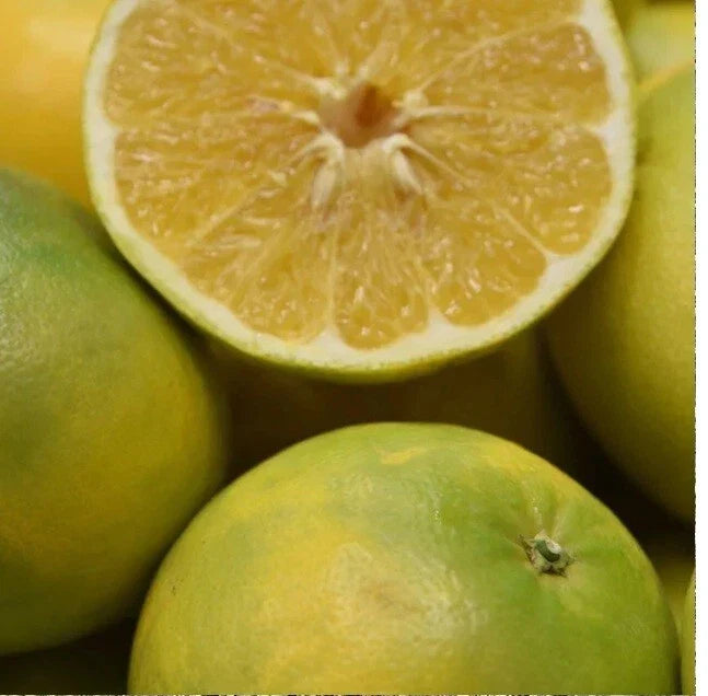 Cocktail Grapefruit Seeds Pack of 5+ | Citrus Maxima Pomelo | Juicy, Sweet, Large Fruit for Home Garden & Indoor Growing