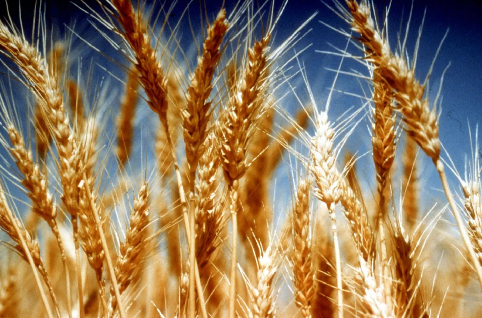 Organic Einkorn Seeds - Non-Hybrid, Heirloom Triticum monococcum, 200+ Seeds for Home Gardening & Cooking