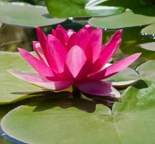 Bright Pink Water Lily Seeds - 5 Pack, Hardy Tropical Nymphaea spp, Flowering Pond & Aquarium Plant, Easy to Grow