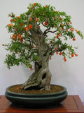 Pomegranate Bonsai Seeds - 20 Pack Edible Fruit Punica granatum for Miniature Tree Cultivation