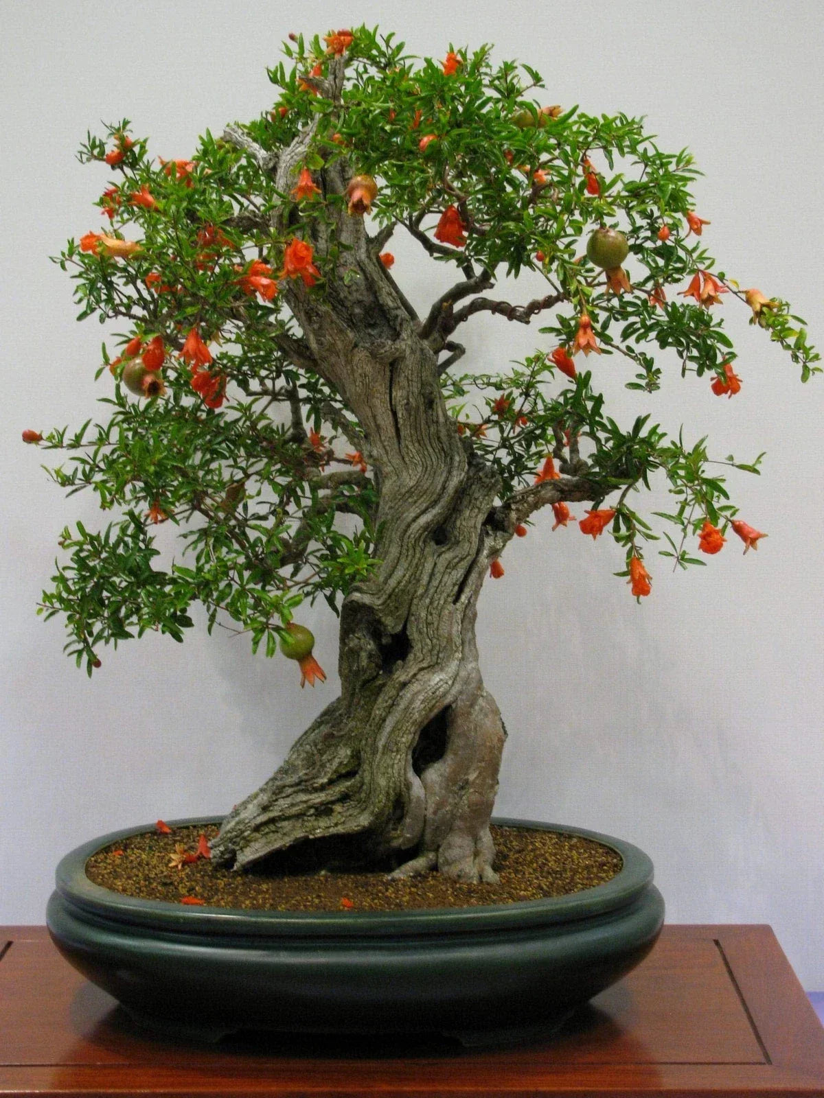 Pomegranate Bonsai Seeds - 20 Pack Edible Fruit Punica granatum for Miniature Tree Cultivation