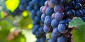 Live Carménère Grape Vine Cutting - 10-13 Inches Vitis vinifera for Home Vineyard & Garden