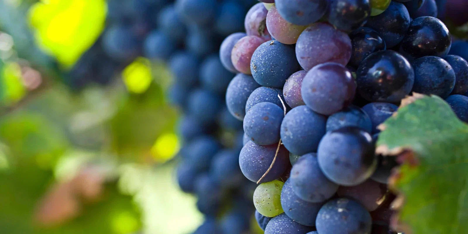 Live Carménère Grape Vine Cutting - 10-13 Inches Vitis vinifera for Home Vineyard & Garden