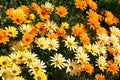 African Daisy Seeds - Glandular Cape Marigold, 100 Pack, Attracts Bees & Butterflies, Dimorphotheca ecklonis