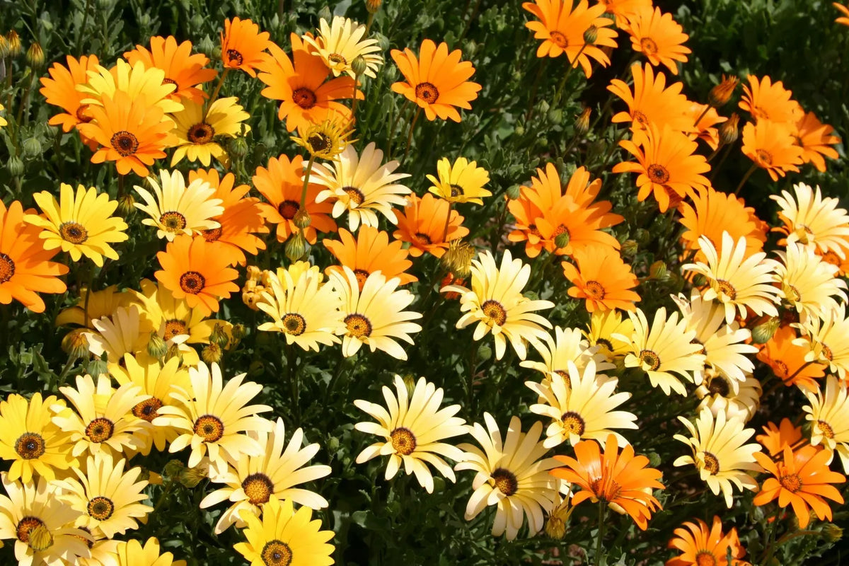 African Daisy Seeds - Glandular Cape Marigold, 100 Pack, Attracts Bees & Butterflies, Dimorphotheca ecklonis