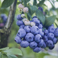 O'Neil Blueberry Bush Starter Plant – Southern Highbush Vaccinium corymbosum – Compact, High-Yielding, Edible Fruit