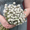Gomphrena Seeds - White Variety - 50 Seeds - Audray White Gomphrena (Gomphrena globosa) for Borders & Containers