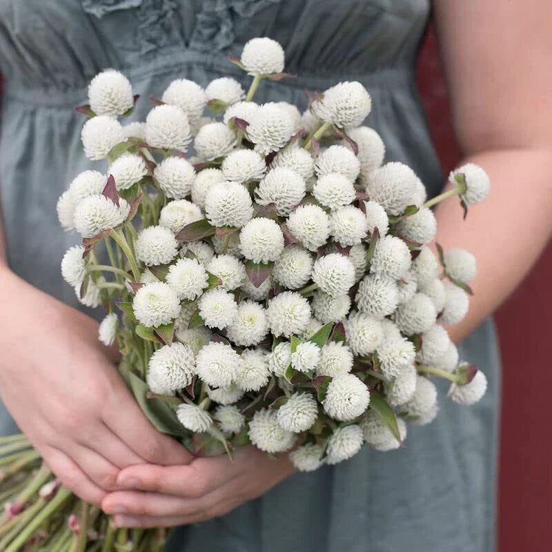 Gomphrena Seeds - White Variety - 50 Seeds - Audray White Gomphrena (Gomphrena globosa) for Borders & Containers