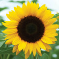 Black Oil Mammoth Sunflower Seeds – Helianthus annuus – Large Flowering, Planting Pack for Tall Sunflowers