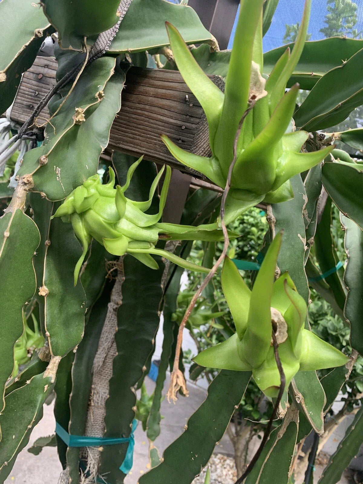 Dragon Fruit Cutting - 10 Live Pitaya Grafting Cuttings, 3-5 Inches, Hylocereus undatus, Rare Exotic Fruit Plant