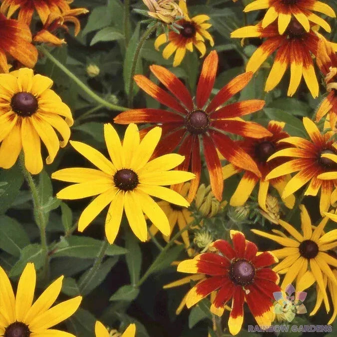 Gloriosa Mix Rudbeckia Seeds - 200+ Wildflower Seeds for Garden Planting - Easy to Grow Black-Eyed Susans - USA Grown