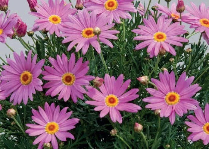 Purple Marguerite Daisy Seeds - 200+ Pack, Argyranthemum frutescens, Garden Flower Seeds for Borders & Containers