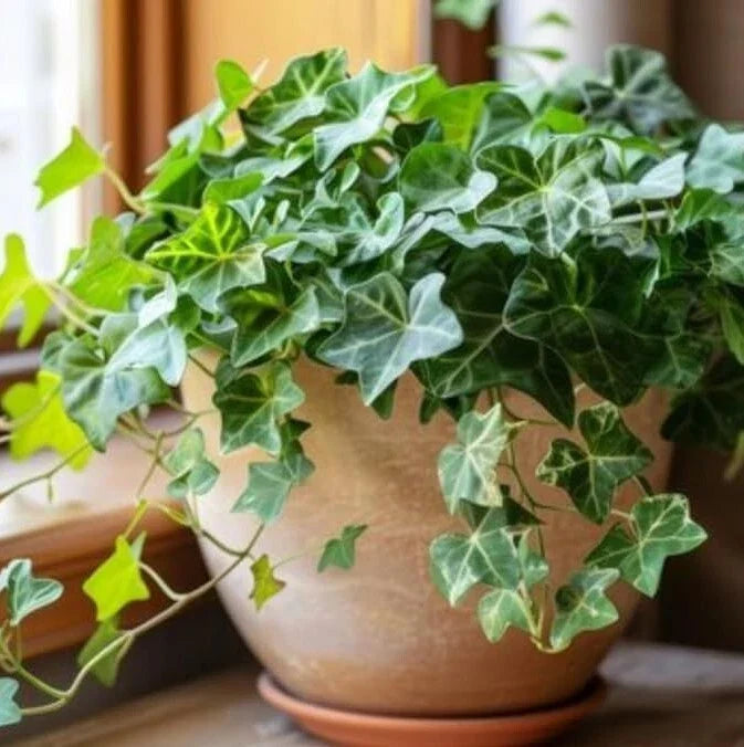 English Ivy Live Plant – 2-Pot Trailing Vine Hedera helix Indoor Garden, Low Maintenance, Air-Purifying