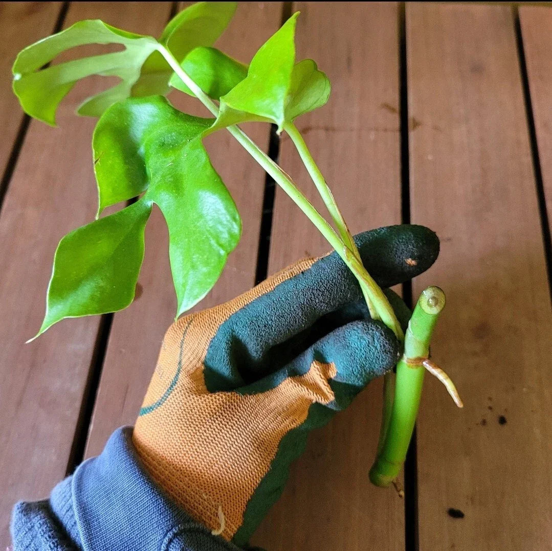 Monstera Minima Rooted Cutting - Air-Purifying Indoor Plant Monstera adansonii