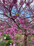 Eastern Redbud Tree Seeds - Pink Flowers - Cercis canadensis - Non-GMO, Heirloom, Easy to Grow