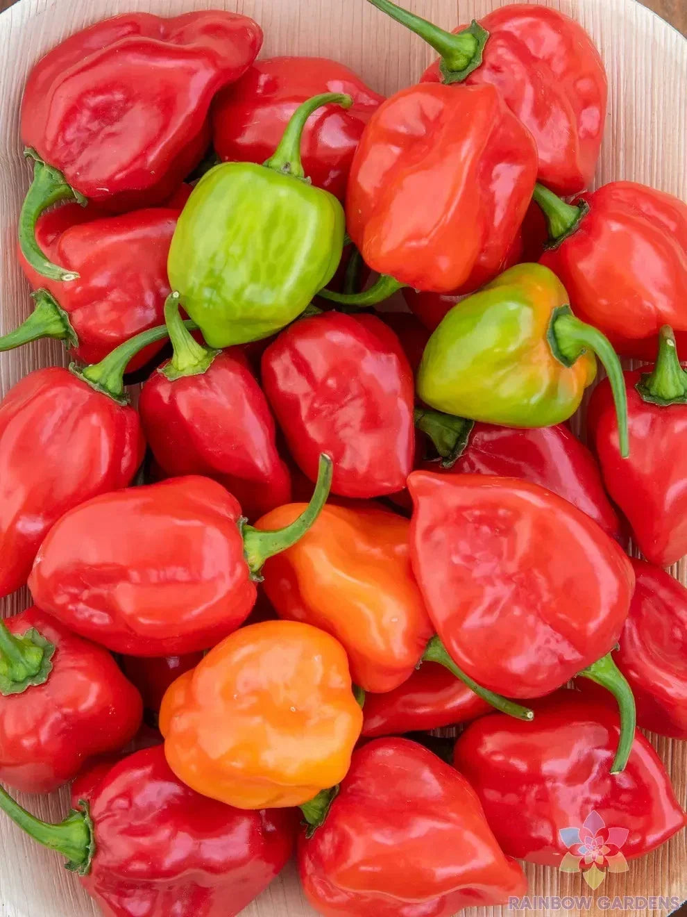 Caribbean Blend Hot Pepper Seeds – 25+ Capsicum chinense Spicy Garden Seeds for Culinary Use