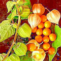 Cape Gooseberry Seeds - 50+ Heirloom Physalis peruviana Fruit Seeds for Home Garden, Container Growing, Sweet & Tangy Berries