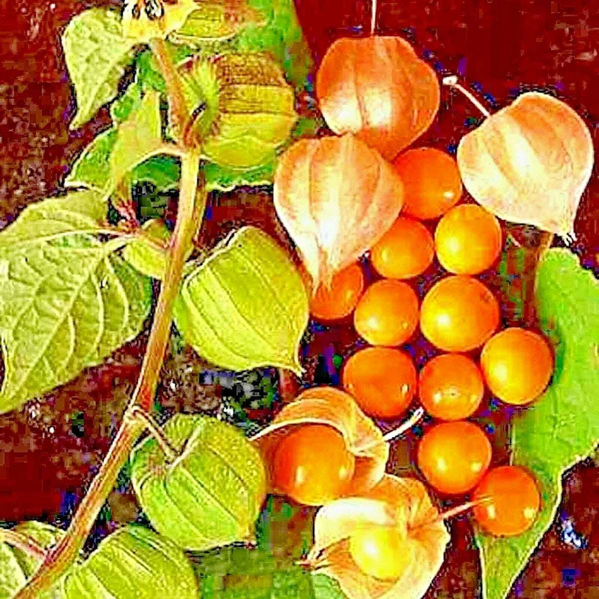 Cape Gooseberry Seeds - 50+ Heirloom Physalis peruviana Fruit Seeds for Home Garden, Container Growing, Sweet & Tangy Berries