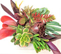 Succulent Cuttings Set with 10 Large Varieties + 2 Bonus Unique Color Propagation Cuttings - Uncommon Succulents for Indoor Garden