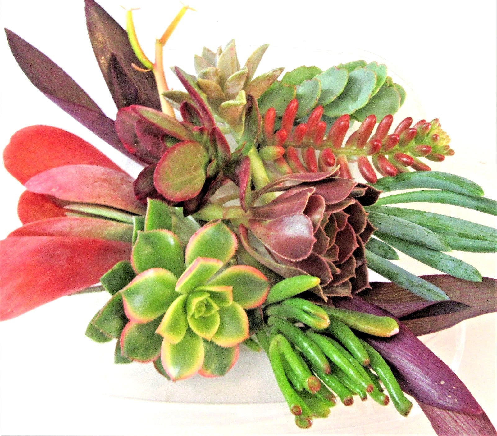 Succulent Cuttings Set with 10 Large Varieties + 2 Bonus Unique Color Propagation Cuttings - Uncommon Succulents for Indoor Garden