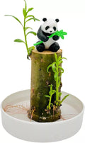 Lucky Bamboo Desk Planter with Panda - Thick Trunk Brazil Willow - Dracaena sanderiana Indoor Plant Gift