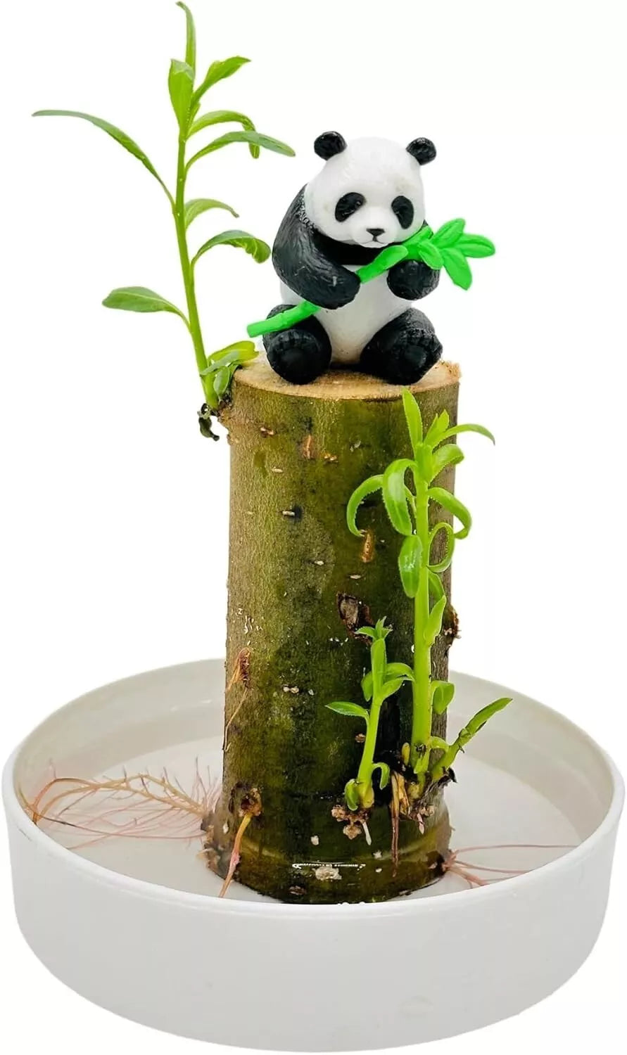Lucky Bamboo Desk Planter with Panda - Thick Trunk Brazil Willow - Dracaena sanderiana Indoor Plant Gift