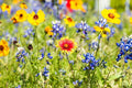 Wildflower Seeds Packet Kit | Open-Pollinated Bulk Flower Seed Mix for Garden, Meadow & Pollinator Attracting | Covers 10 sq ft