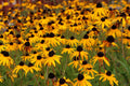 Black Eyed Susan Flower Seeds - Rudbeckia Hirta Perennial Wildflower, Yellow, 2,500+ Seeds, Garden Seeds, Attracts Pollinators