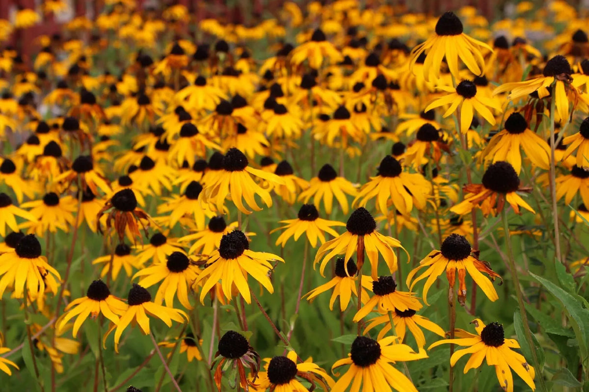 Black Eyed Susan Flower Seeds - Rudbeckia Hirta Perennial Wildflower, Yellow, 2,500+ Seeds, Garden Seeds, Attracts Pollinators